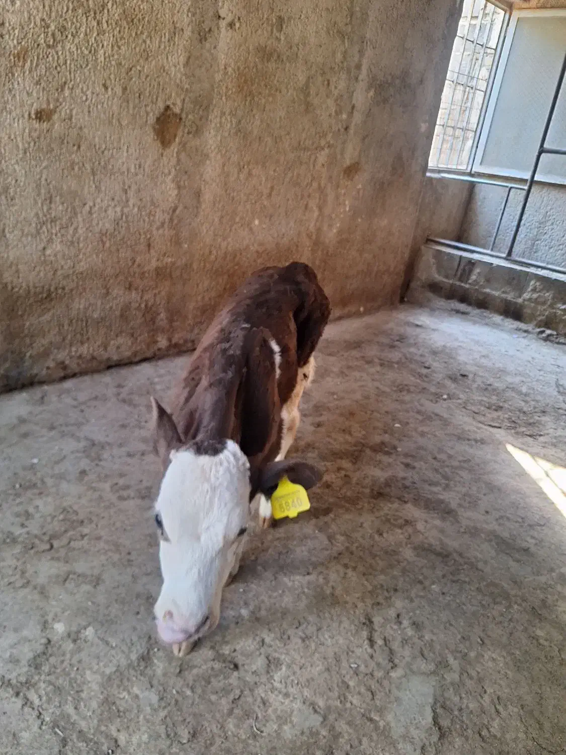 گوساله ماده سیمینتال|حیوانات مزرعه|پاکدشت, پاکدشت (مامازند)|دیوار