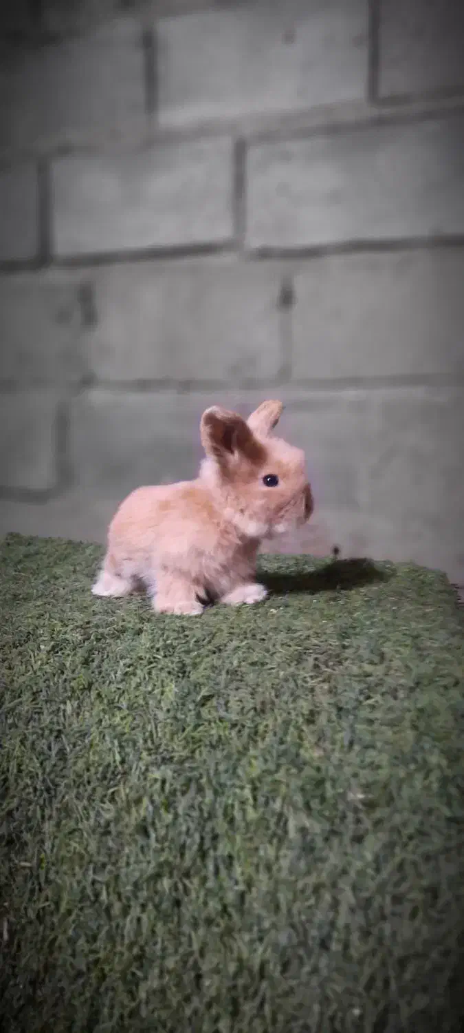 مینی لوپ|موش و خرگوش|همدان, |دیوار