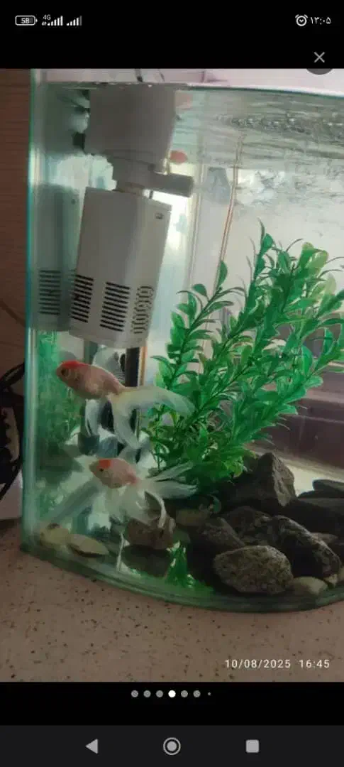 آکواریوم شرکتی|ماهی|همدان, |دیوار