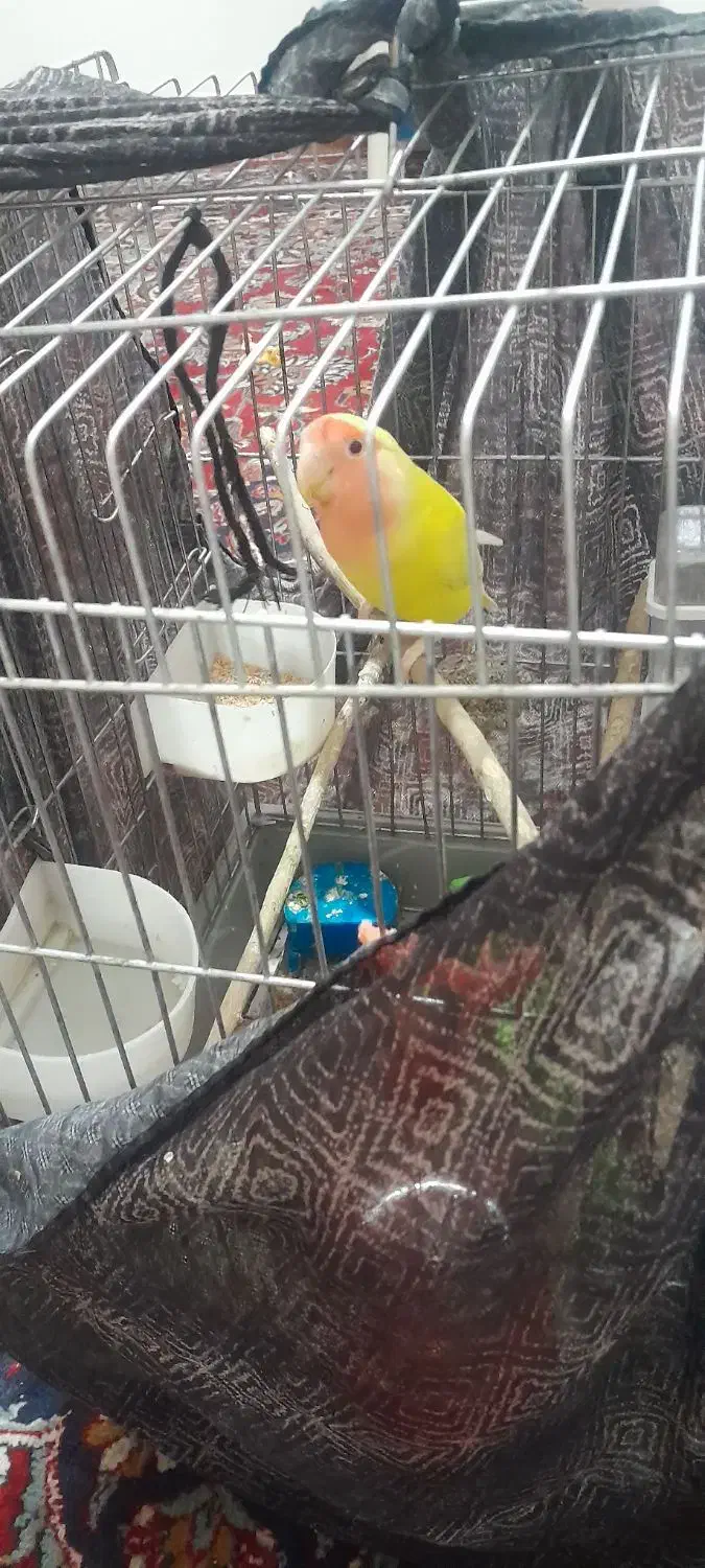 یک جفت کوتوله برزیلی نژاد صورت هلویی قیمت ۱۶۰۰۰۰۰|پرنده|شیراز, دودمان|دیوار