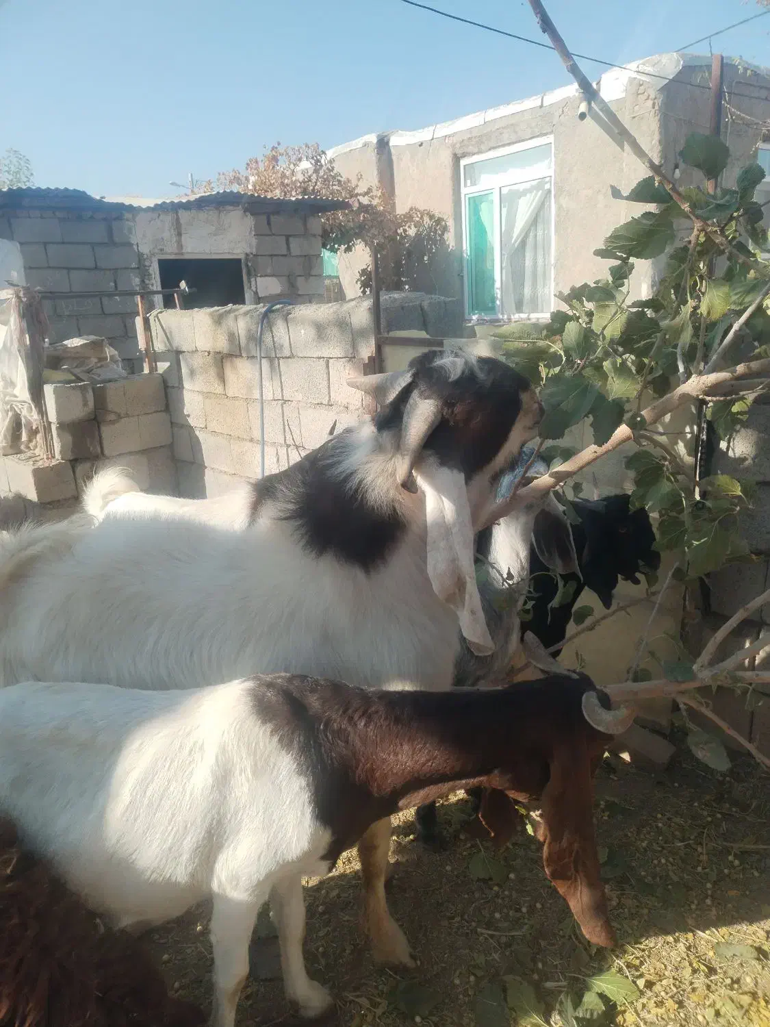 نربز پاکستانی|حیوانات مزرعه|نوده انقلاب, |دیوار