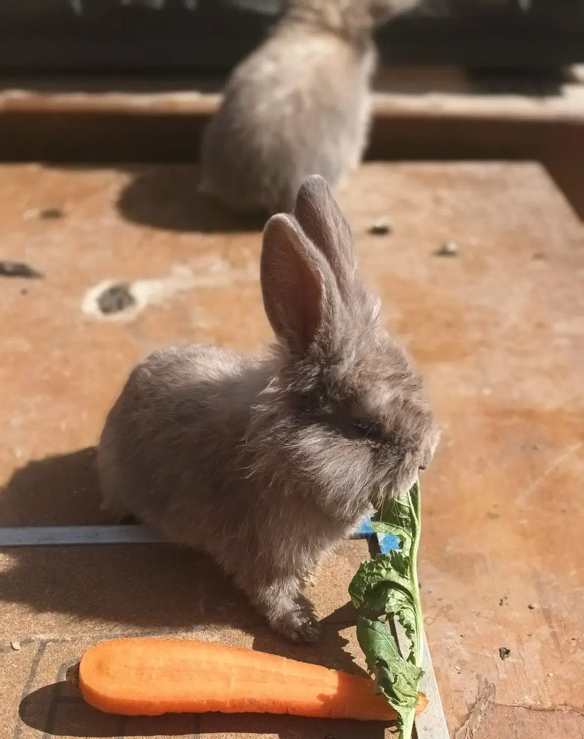 بچه خرگوش|موش و خرگوش|شاندیز, |دیوار