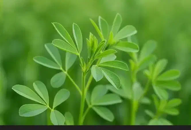 یونجه خرد شده یا کوفته|حیوانات مزرعه|مرودشت, بیست متری بیمارستان|دیوار