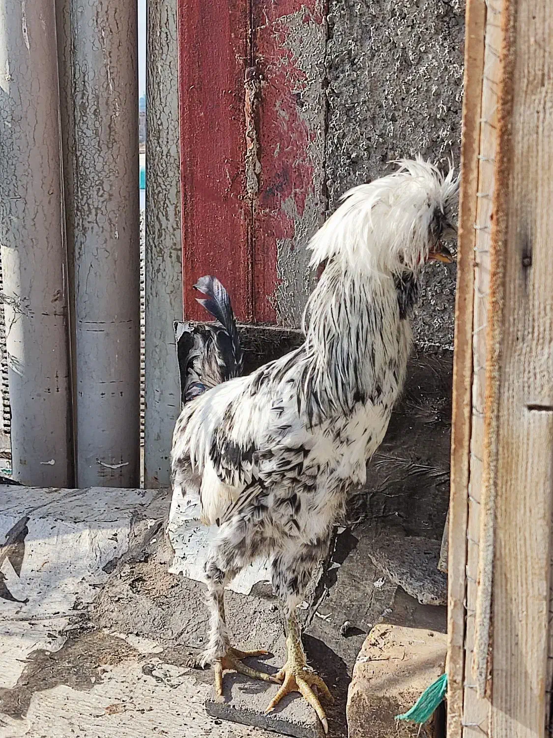 فروش مرغ هلندی و سلطان|حیوانات مزرعه|کاشان, کلنگه|دیوار