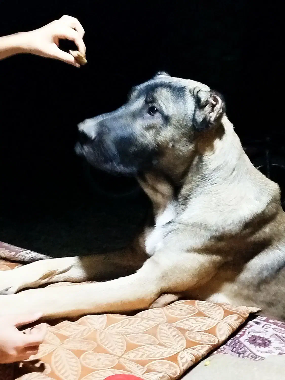 سگ سراب اصل|سگ|بم, |دیوار