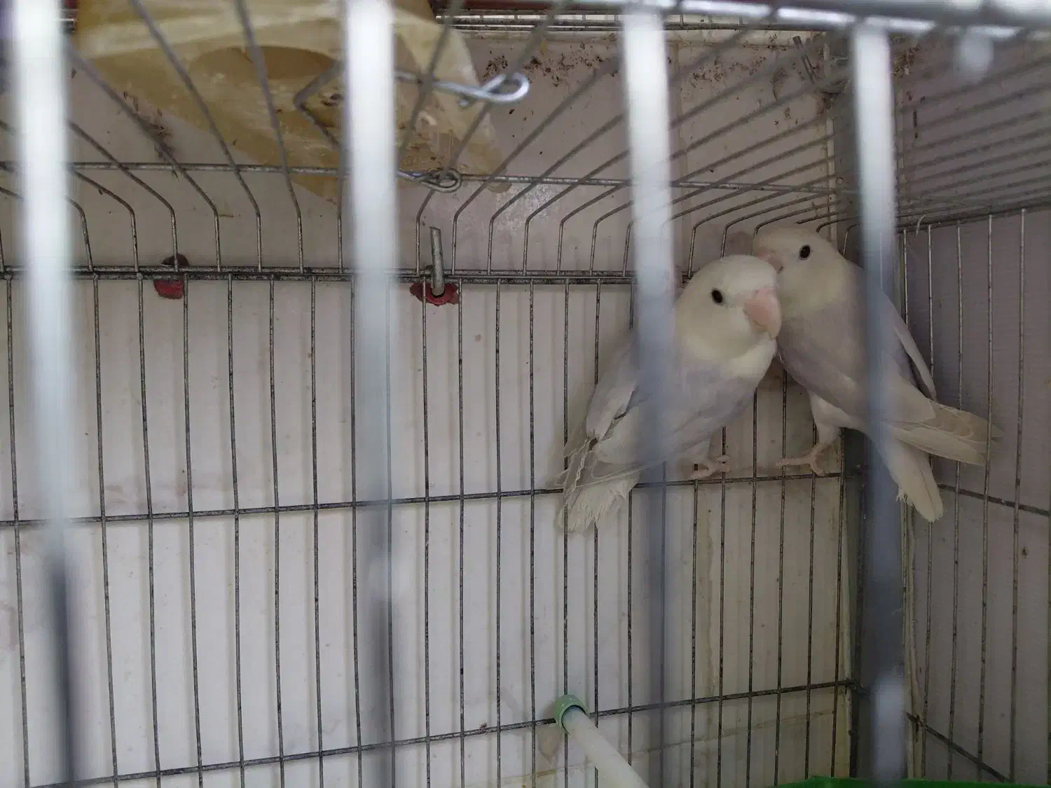 طوطی برزیلی وایت فیس|پرنده|شیراز, محراب|دیوار