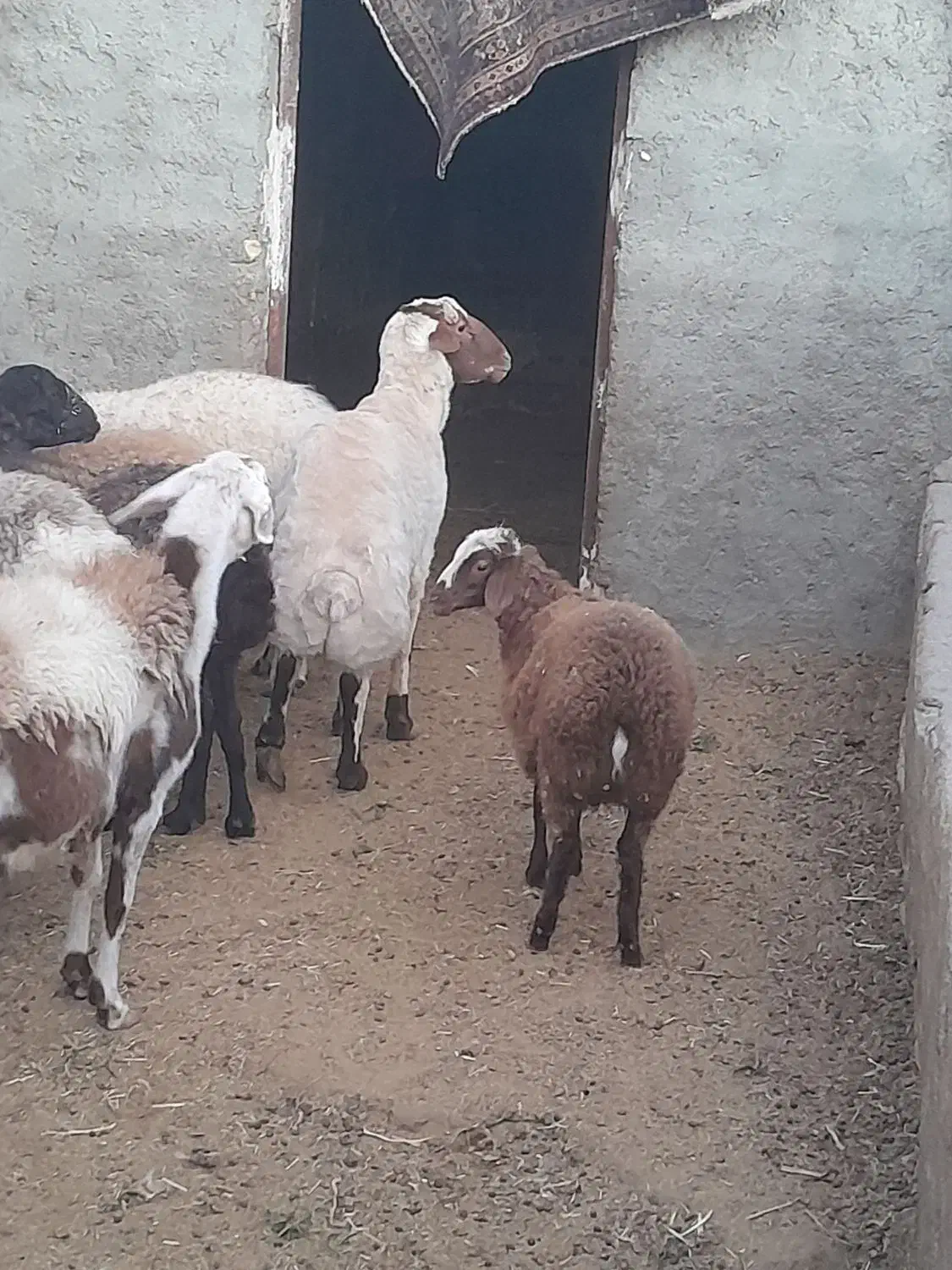 بره قوچ دورگ کردی مهربانی|حیوانات مزرعه|کاشان, لتحر|دیوار