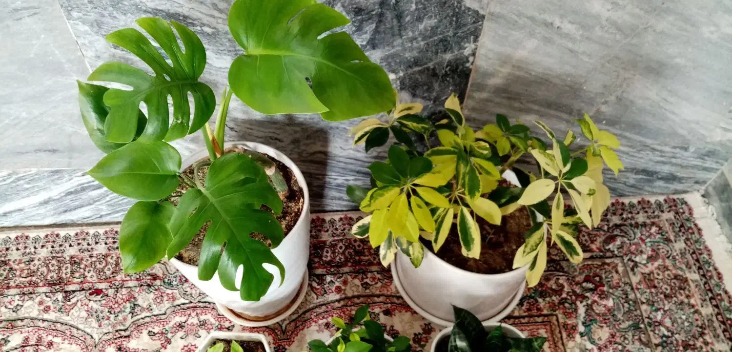 گل آپارتمانی|گل و گیاه طبیعی|کرمانشاه, |دیوار