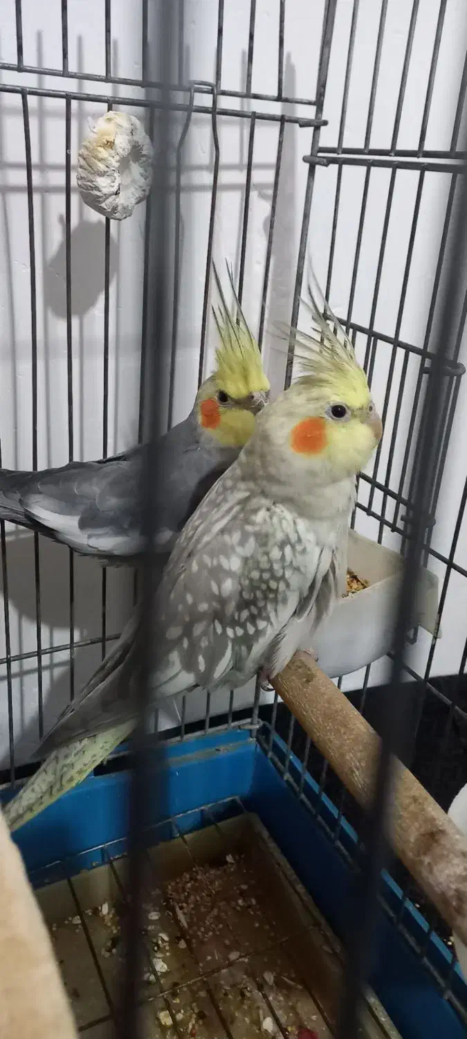 عروس هلندی|پرنده|رزن, |دیوار