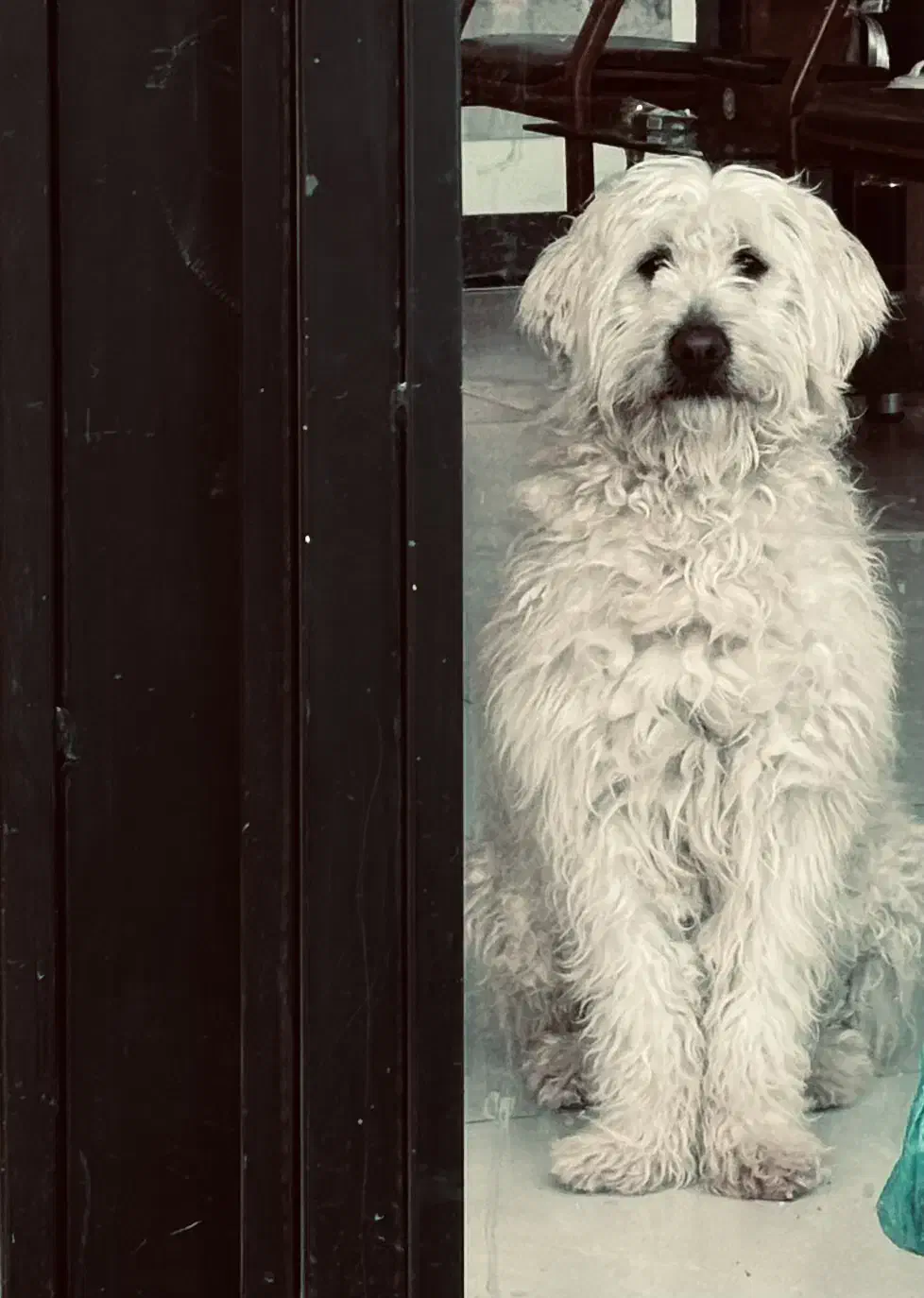 سگ terrier|سگ|اردبیل, |دیوار