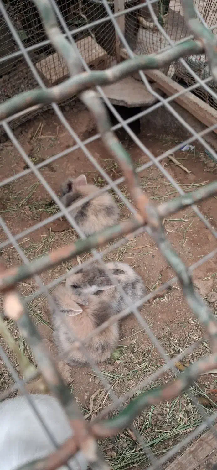 خرگوش لوپ|موش و خرگوش|قم, بنیاد|دیوار