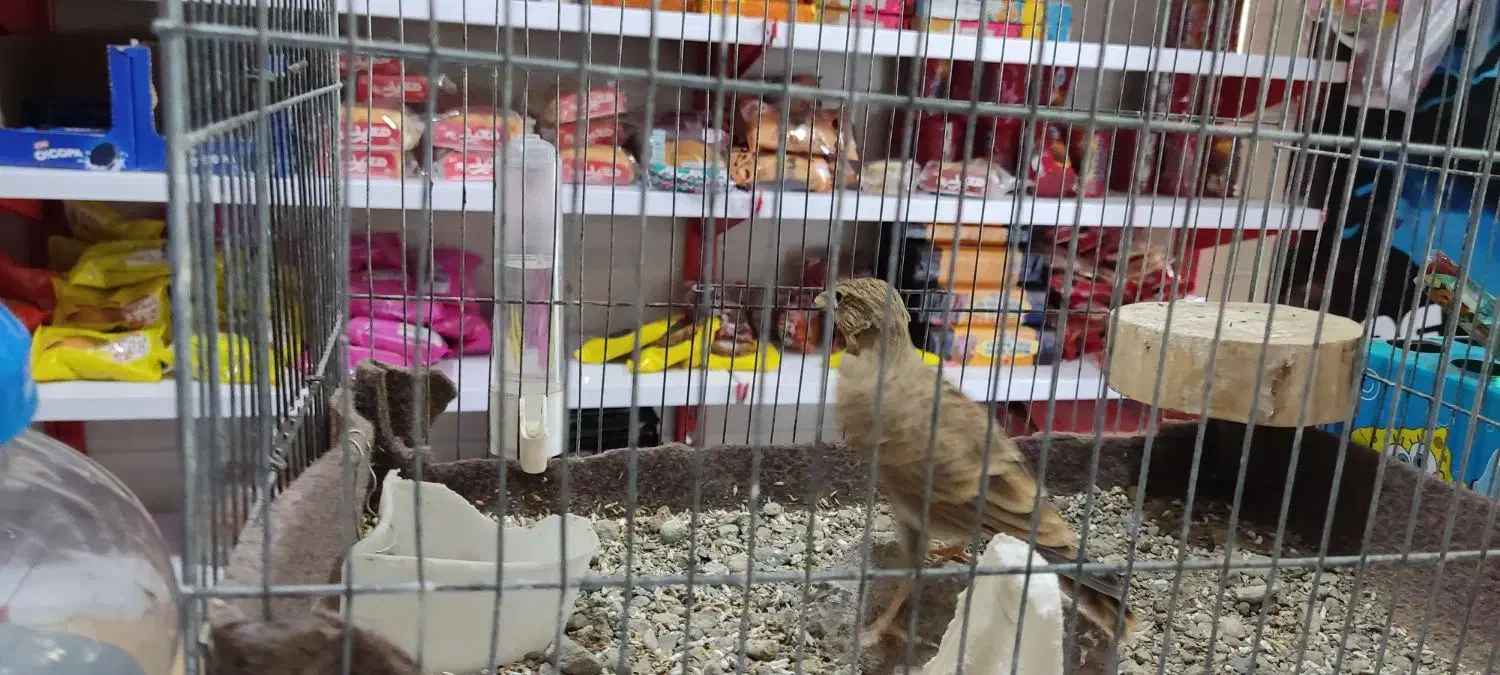 سهره خاکی جوجه امسال|پرنده|محمدیه-قزوین, |دیوار