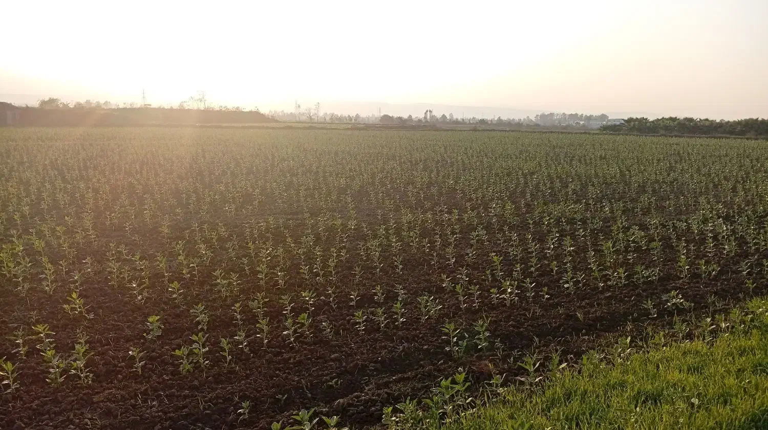 مزرعه باقالی ، ۱ هکتار ، کاشت ردیفی|خوردنی و آشامیدنی|امامزاده عبدالله, |دیوار