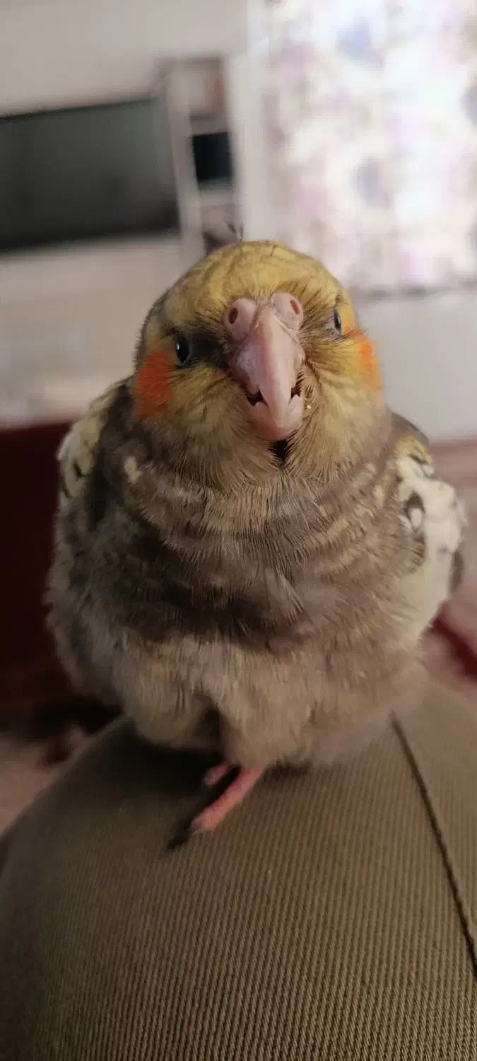 عروس هلندی|پرنده|گرمسار, |دیوار