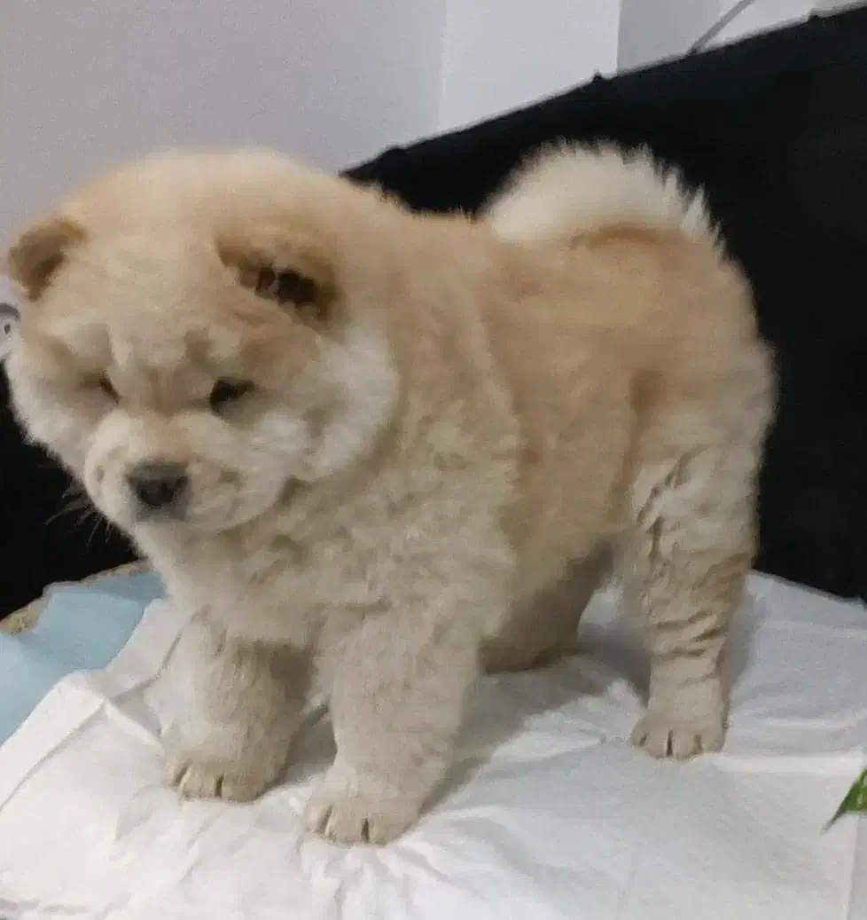 چاووچاوو نر دو ماهه|سگ|تهران, خانیآباد|دیوار