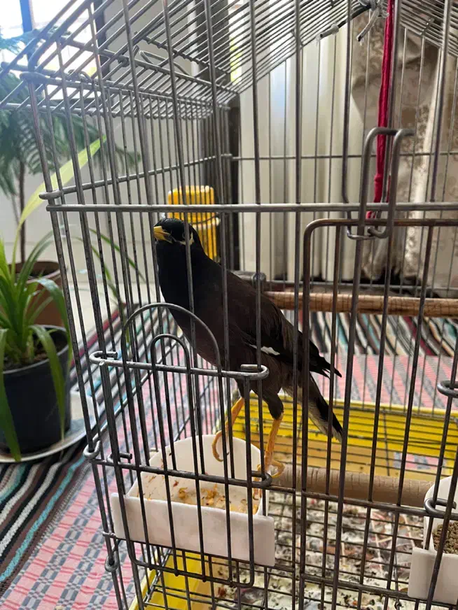 مرغ مینا|پرنده|اصفهان, شهرک ولیعصر|دیوار