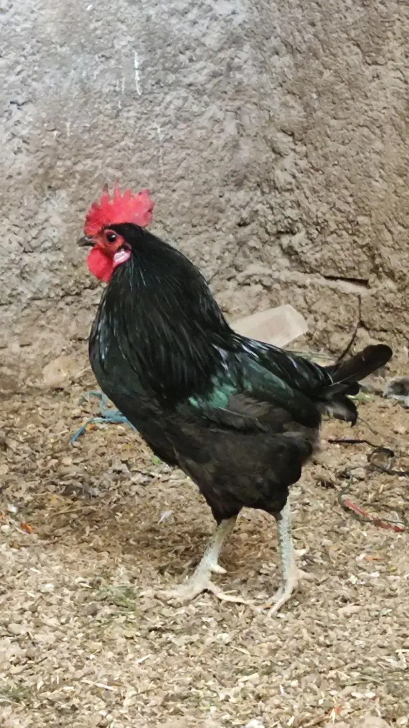 خروس  و مرغ سیاه  عربی|حیوانات مزرعه|حمیدیه, |دیوار