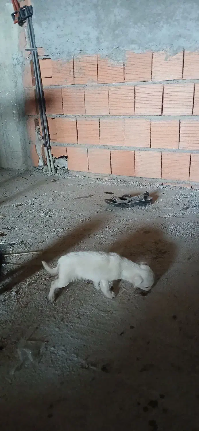 سگ پاکوتاه|سگ|جلین, |دیوار