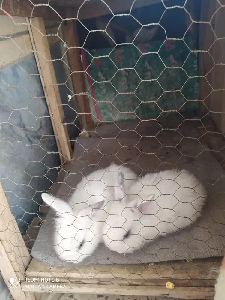 مرغ و خرگوش|حیوانات مزرعه|شاهین‌شهر, شهرک گلدیس|دیوار