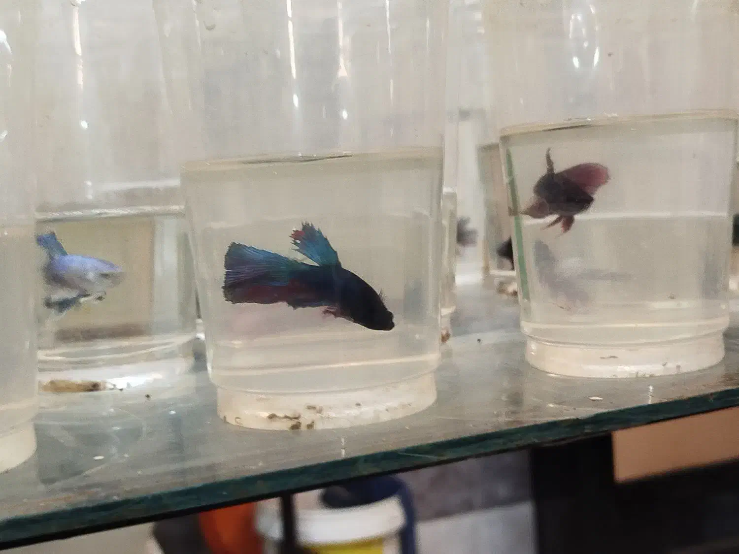 ماهی فایتر|ماهی|مشهد, الهیه|دیوار