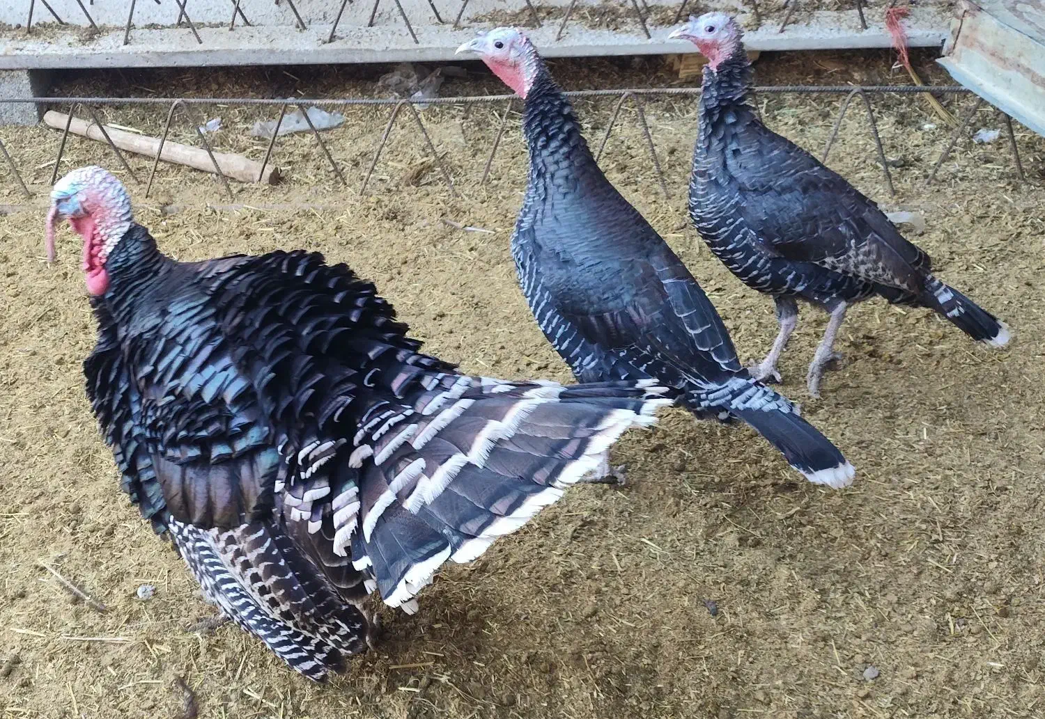 فروش بوقلمون|حیوانات مزرعه|خنداب, |دیوار