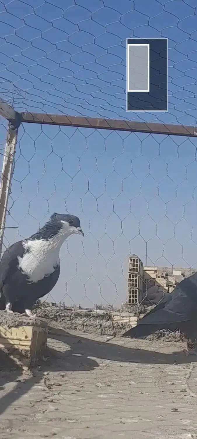 سیاه کلایی گم شده|پرنده|رفسنجان, |دیوار