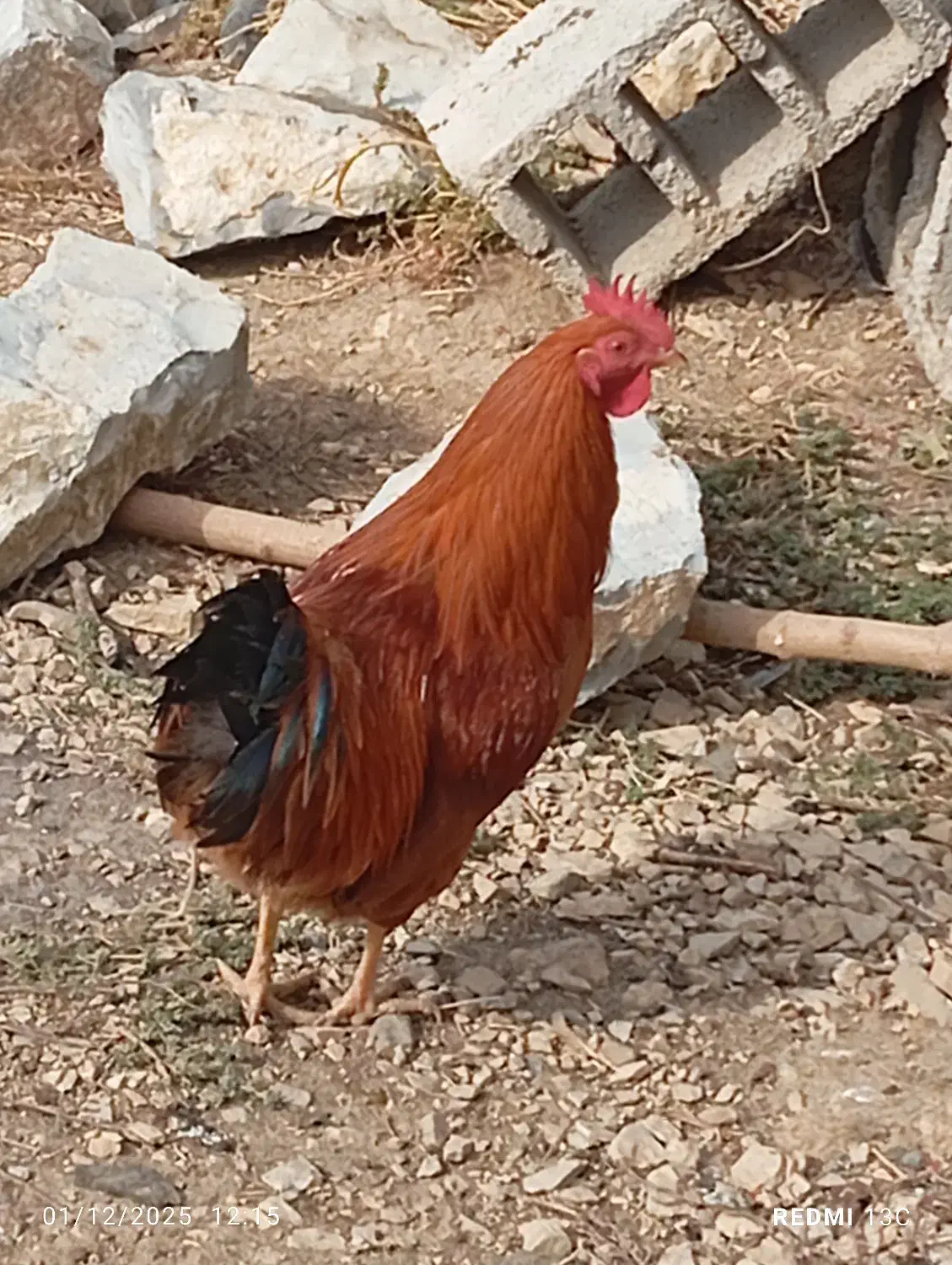 خروسفروشی|حیوانات مزرعه|جوانرود, |دیوار