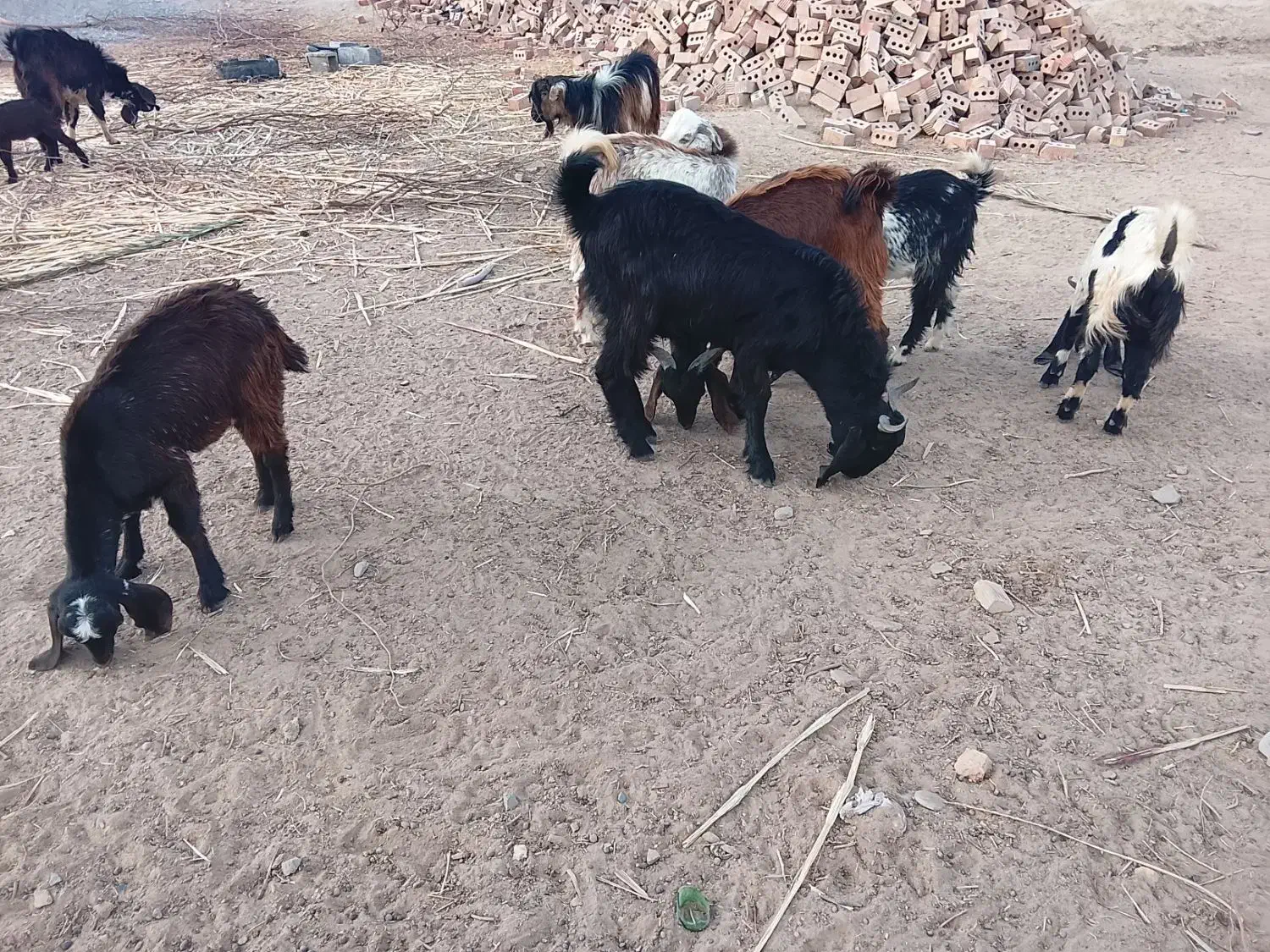 گوسفند نر فروشی|حیوانات مزرعه|ایرانشهر, |دیوار