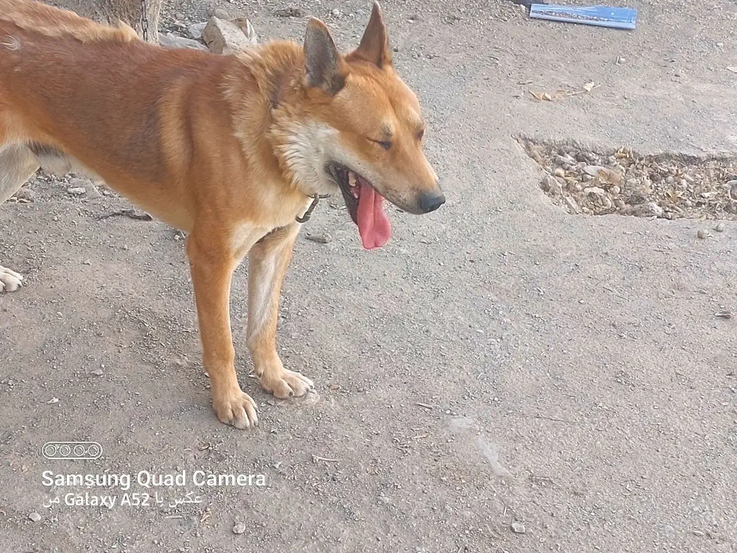 سگ نگهبان|سگ|تهران, تهرانپارس شرقی|دیوار