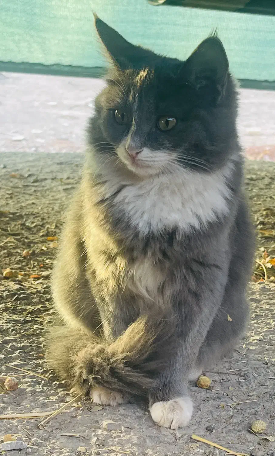گربه|گربه|اردکان, |دیوار