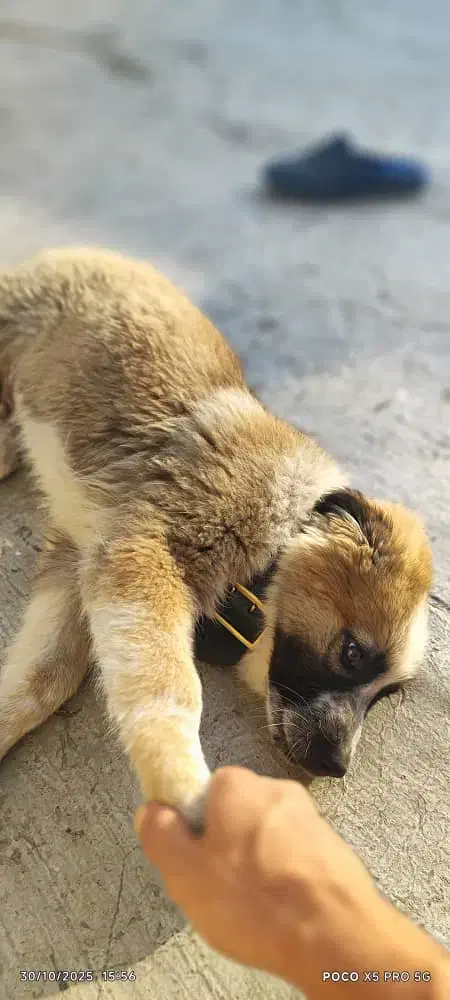 شاه توله سرای|سگ|کرج, خرمدشت|دیوار