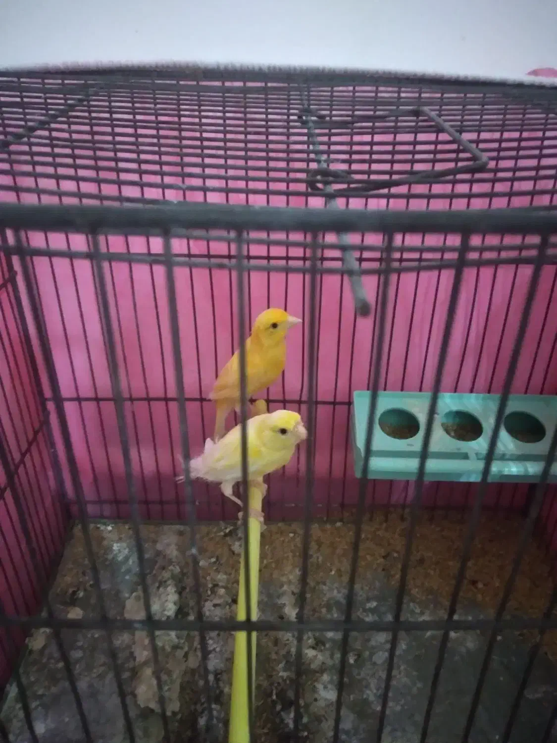 قناری بخون جوان و سرحال|پرنده|سهند, |دیوار