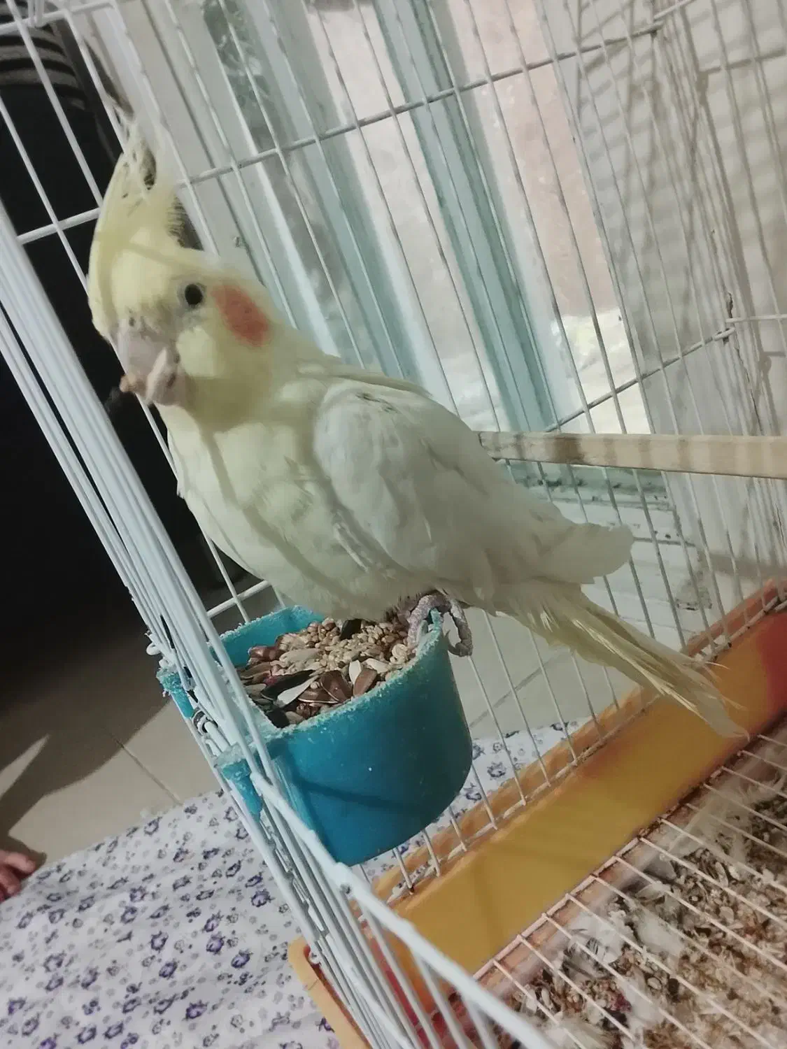 فروش عروس هلندی|پرنده|صومعه‌سرا, |دیوار