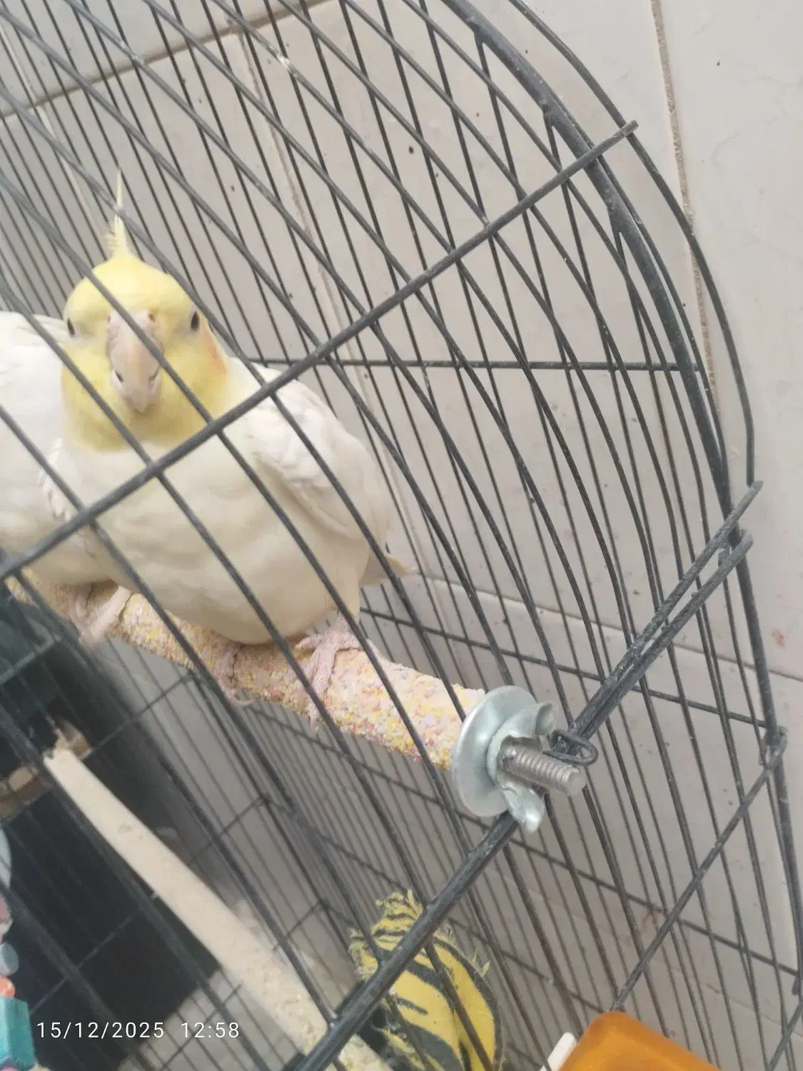 عروس هلندی نر سنگو|پرنده|دماوند, گیلاوند|دیوار