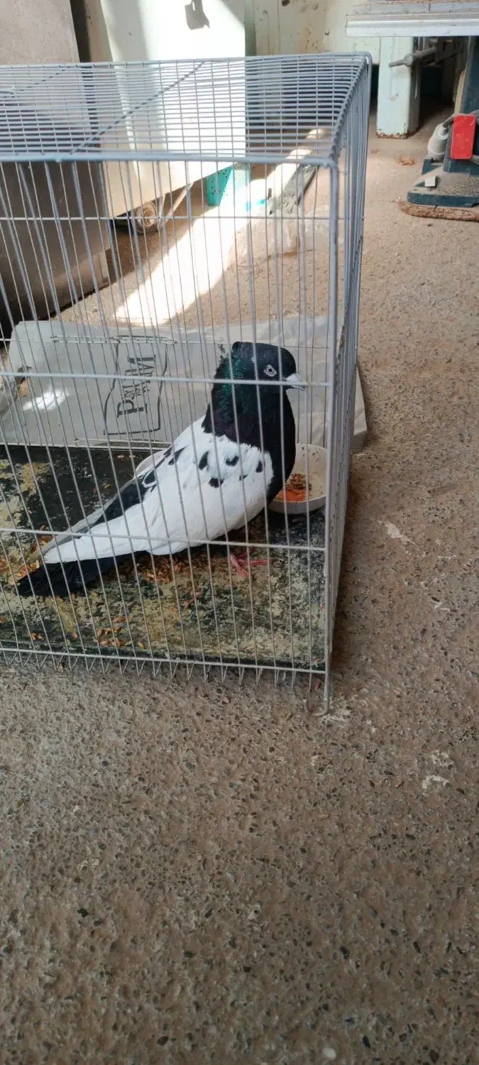 سینه سیاه نر|پرنده|چناران, |دیوار