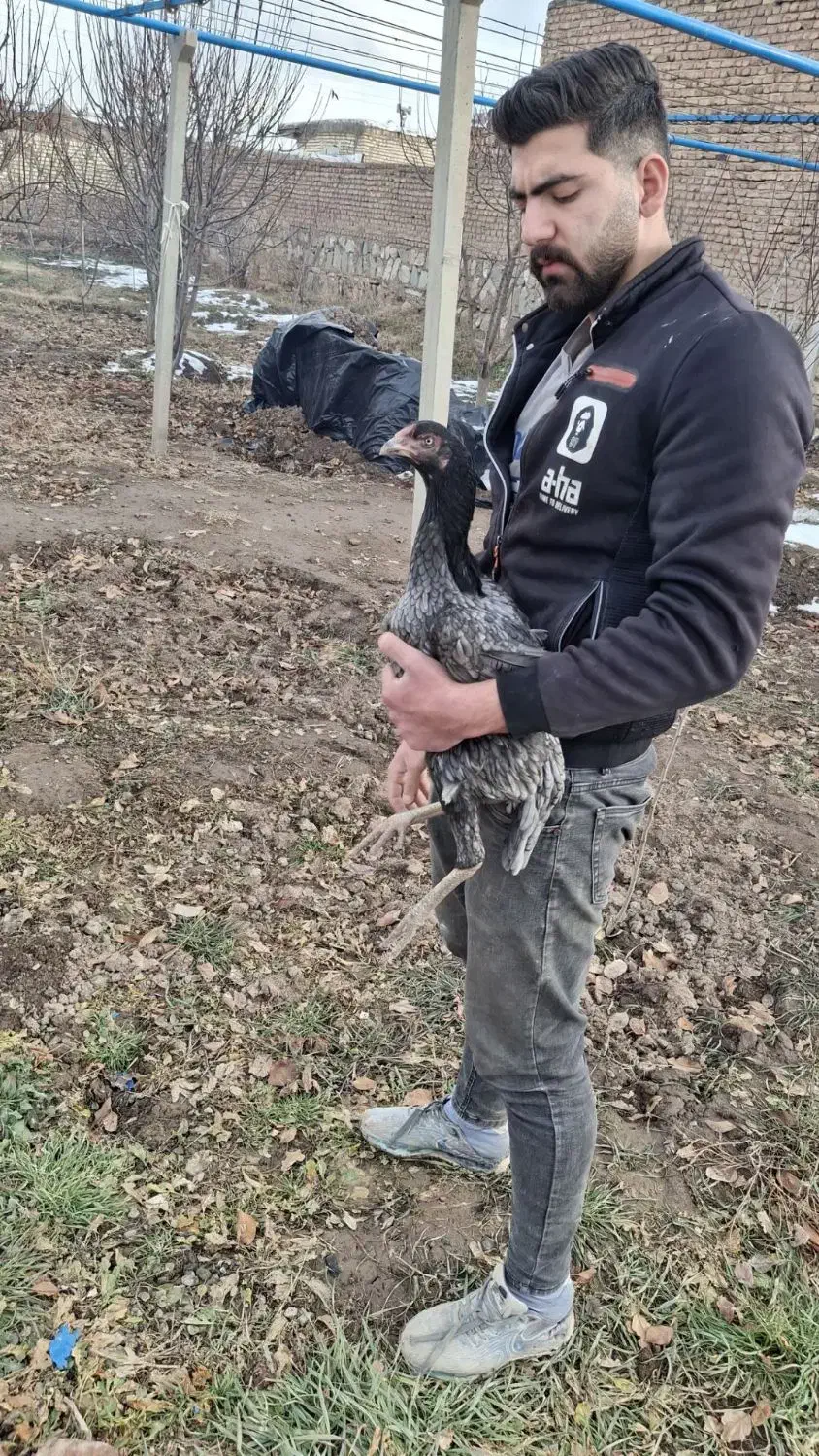 مرغ و خروس|حیوانات مزرعه|تهران, امام زاده عبدالله|دیوار