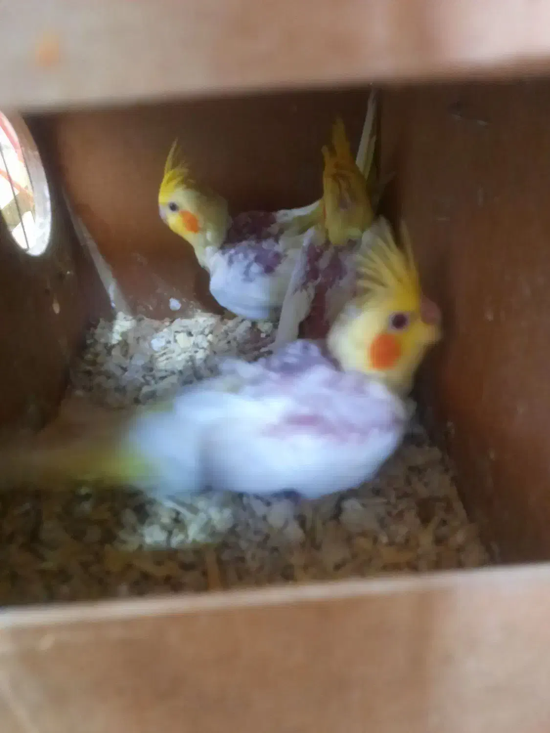 عروس هلندی لوتینو|پرنده|ری, فیروزآبادی|دیوار