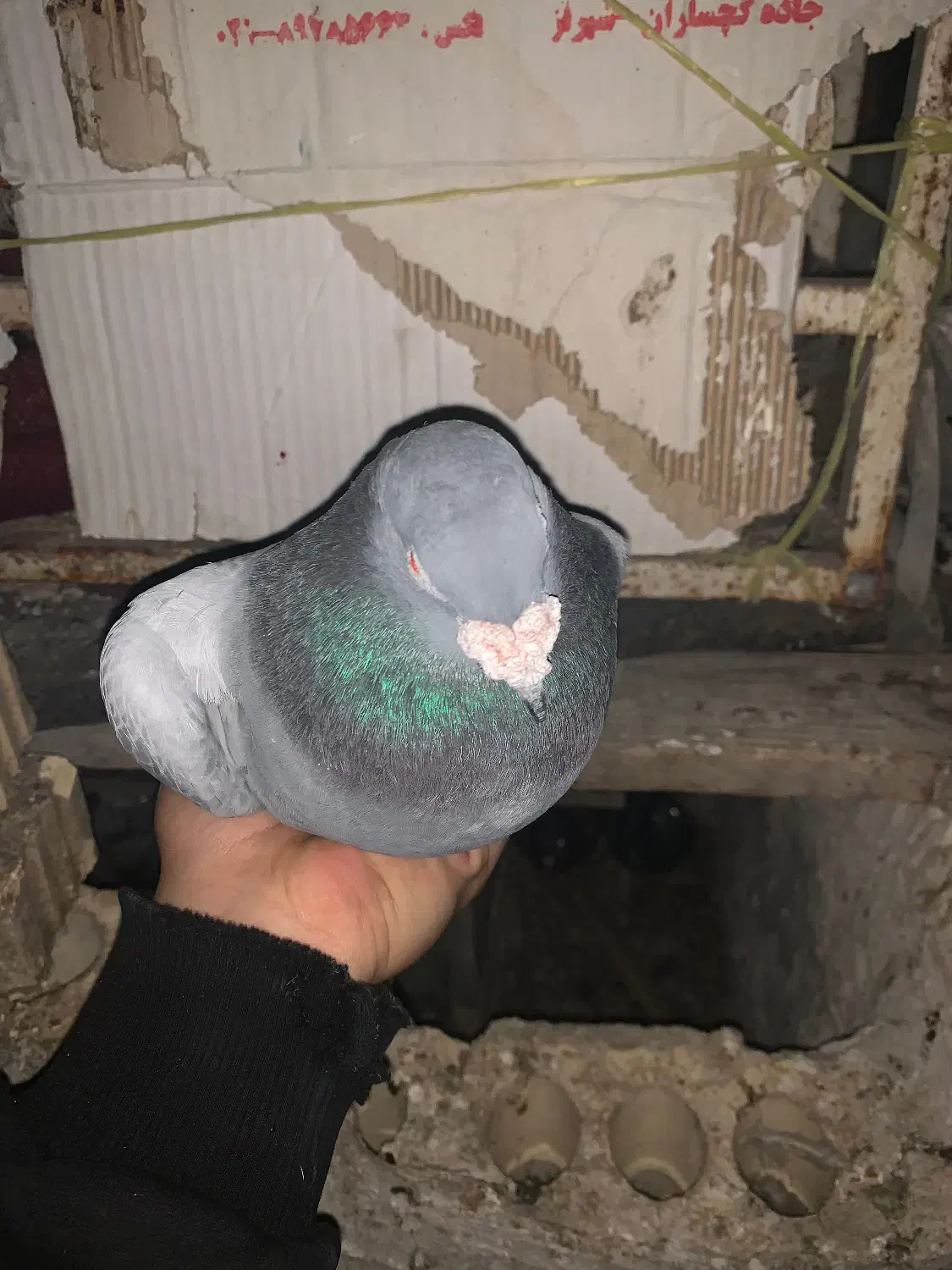 پلاکی|پرنده|دهدشت, |دیوار