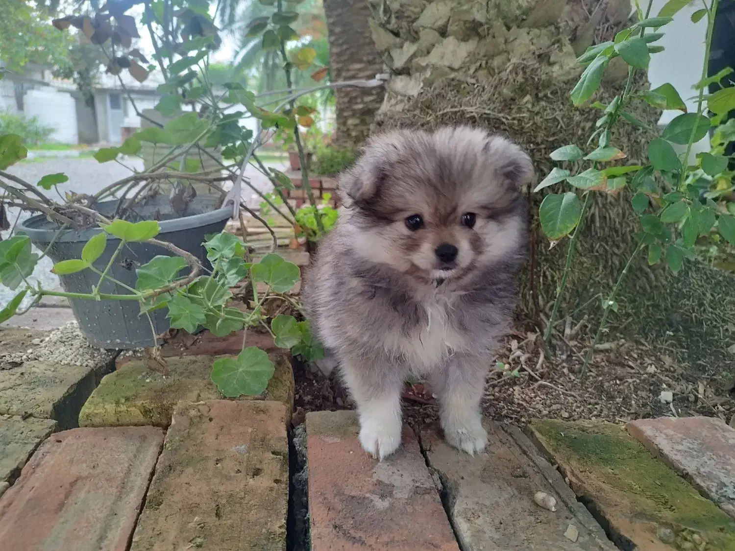 سگ پامر|سگ|تهران, کیانشهر|دیوار