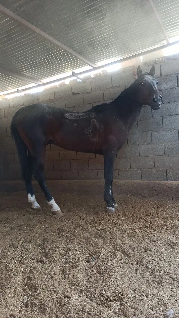 اسب|اسب و تجهیزات اسبسواری|گناباد, |دیوار