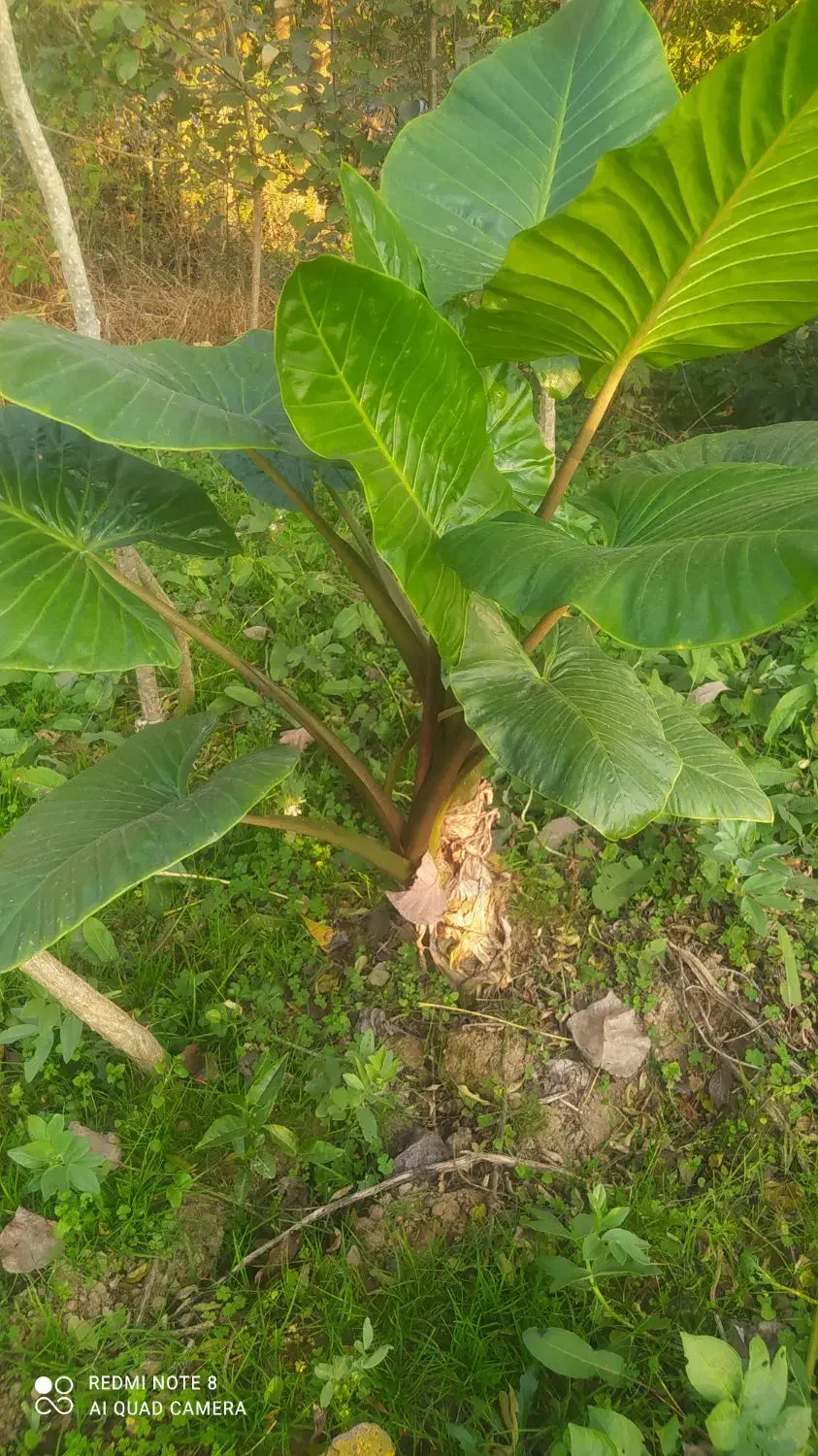 گل بابا آدم درسایز های بزرگ|گل و گیاه طبیعی|رحیم‌آباد, |دیوار