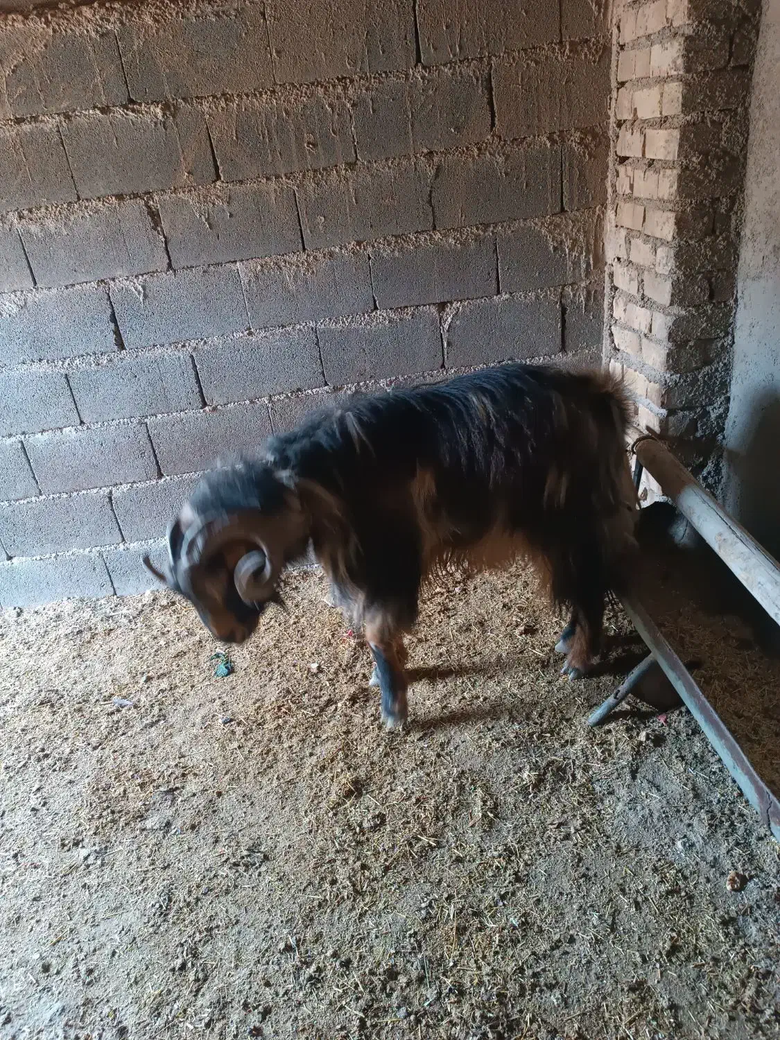 بز بزغاله نربز|حیوانات مزرعه|قرچک, داوود آباد|دیوار