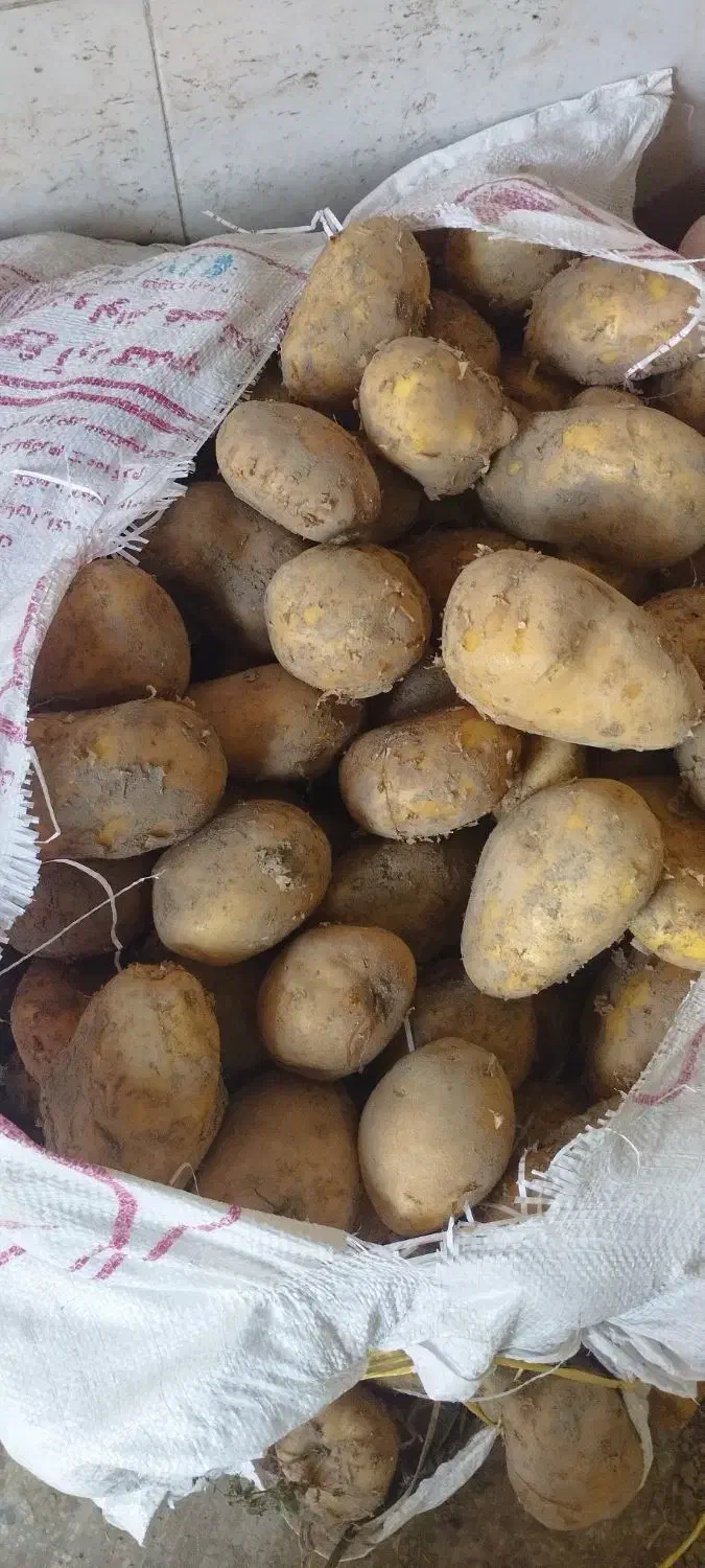 سیب زمینی|عمدهفروشی|نهاوند, |دیوار