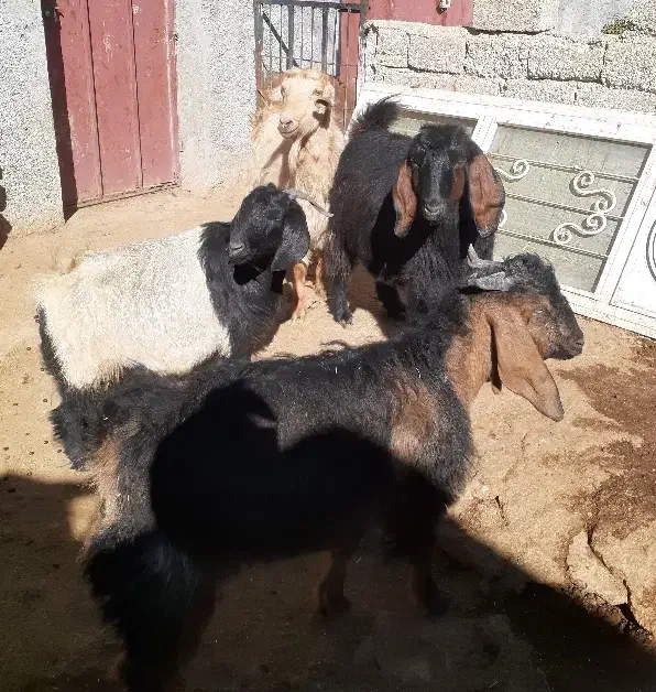 بز خشک و مراسمی|حیوانات مزرعه|ایوان, |دیوار