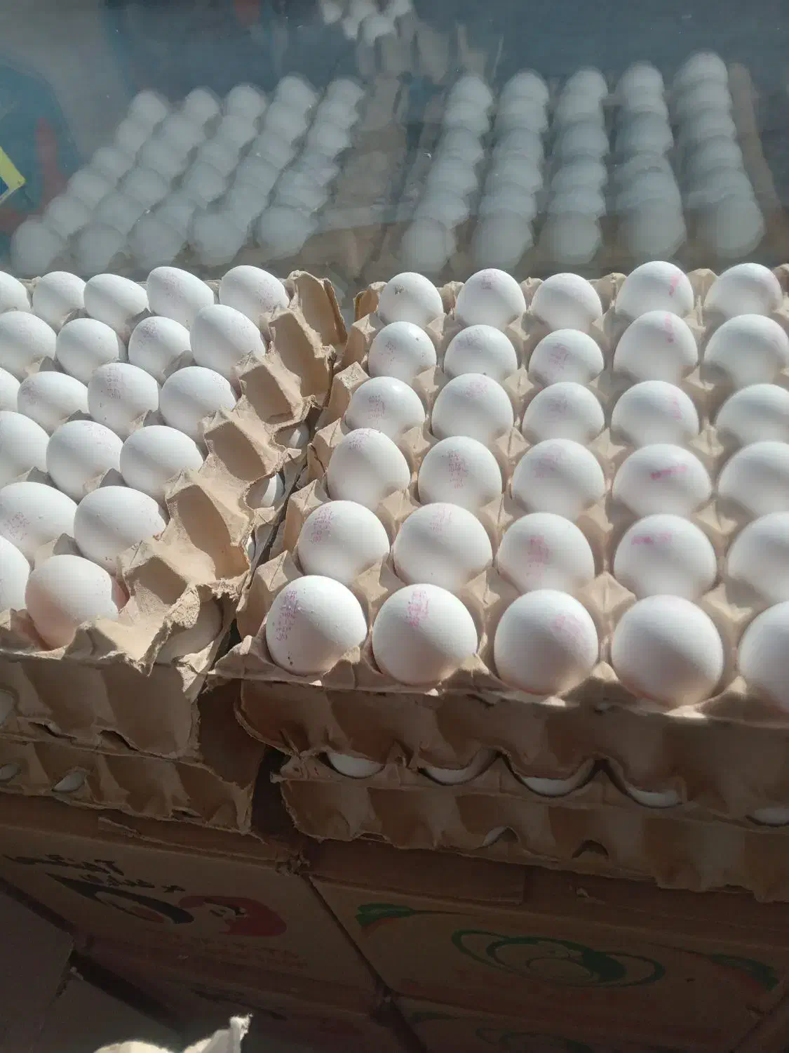 تخم مرغ|خوردنی و آشامیدنی|نسیم‌شهر, |دیوار