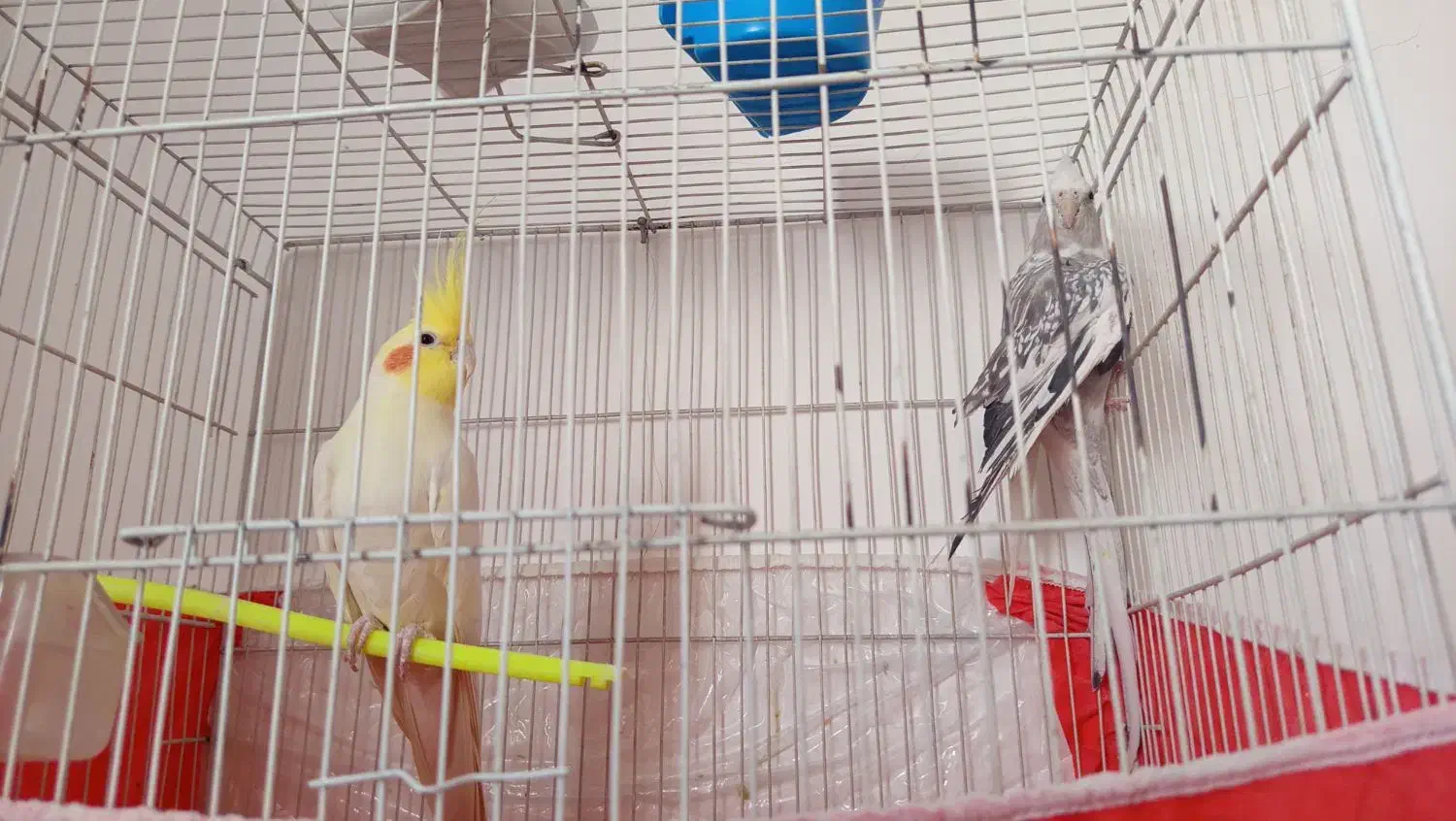 عروس هلندی|پرنده|بیرجند, |دیوار