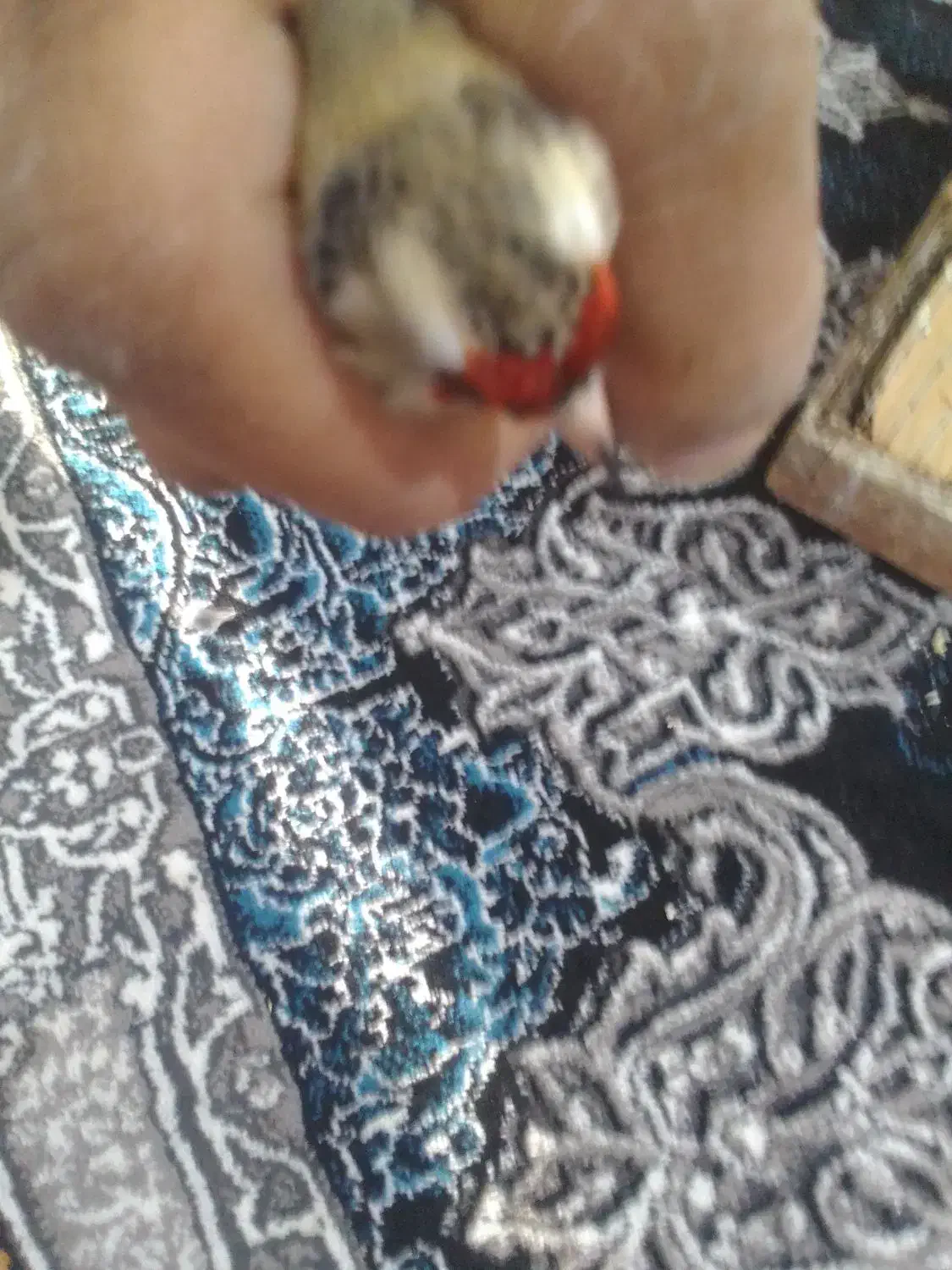 خرید و فروش سهره|پرنده|ارسنجان, |دیوار