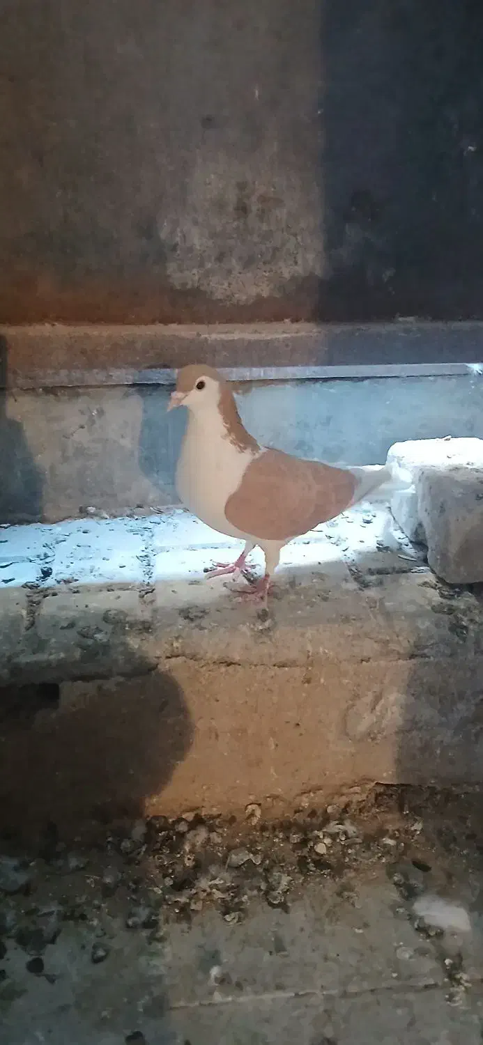 ساده ماده|پرنده|تایباد, |دیوار