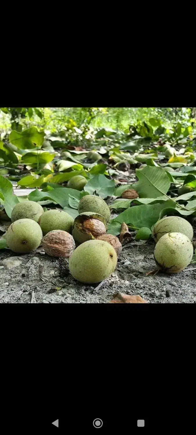فروش ۳۰۰۰ متری باغ گردو در روستای خلجرود|فروش دفتر صنعتی، کشاورزی، تجاری|کنگاور, |دیوار