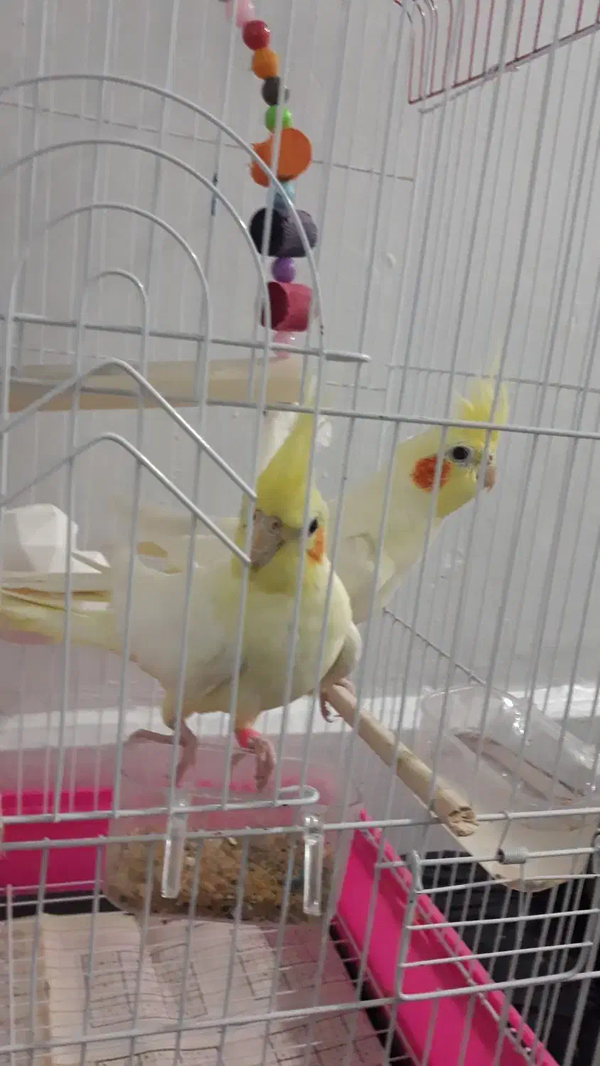 عروس هلندی|پرنده|بابلسر, |دیوار